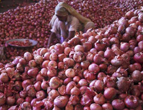 onion price